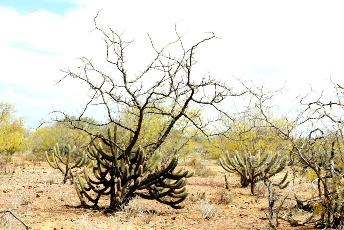Caatinga seca com árvores sem folhas, cactos de braços longos e chão de terra e pedras sob céu claro