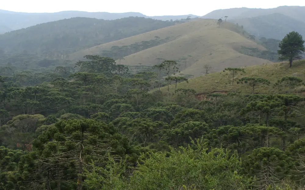 Serra da Mantiqueira em Campos do Jordão (SP), com araucárias e morros cobertos de neblina