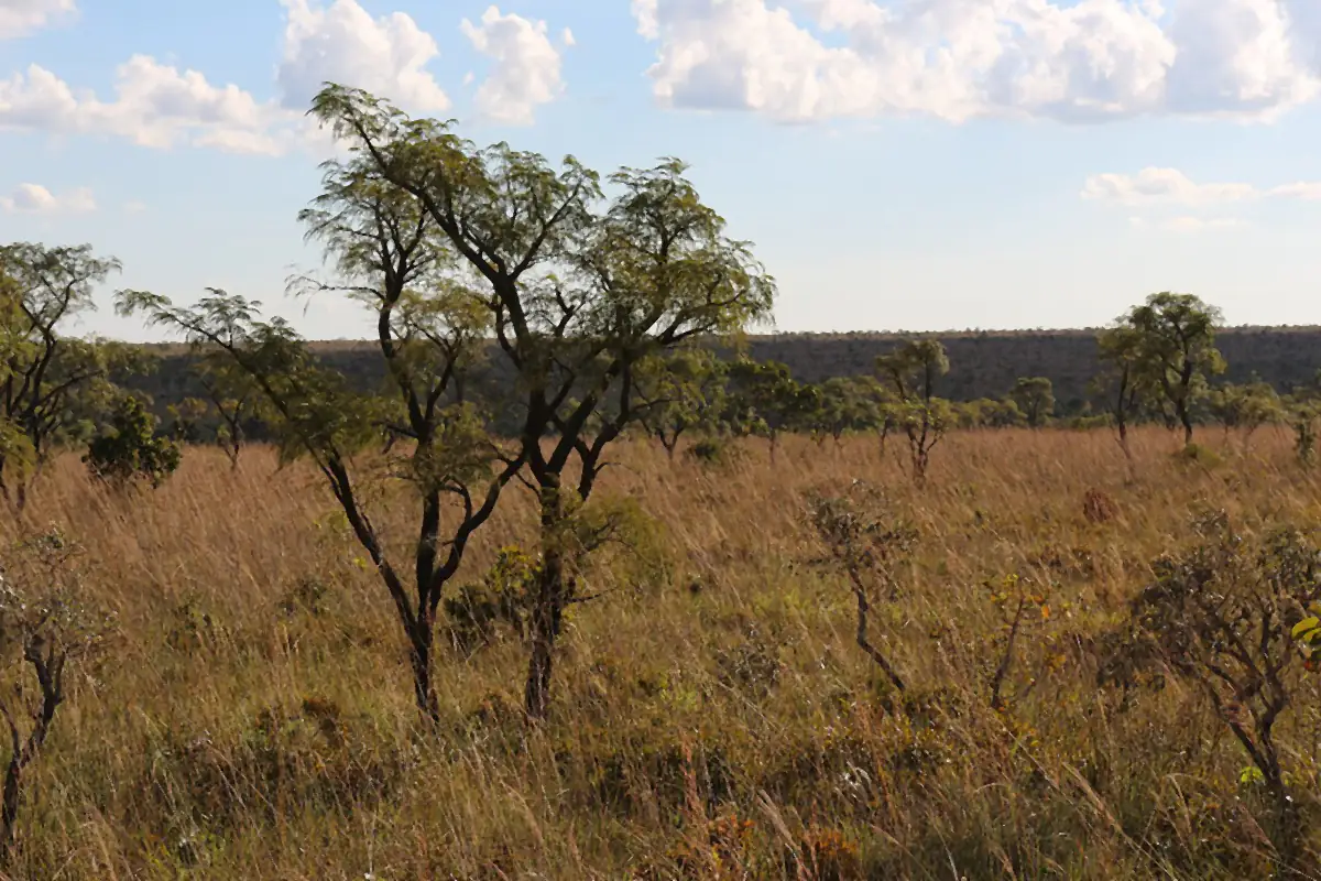 Campo de Cerrado com capim dourado, árvores baixas e nuvens no céu azul
