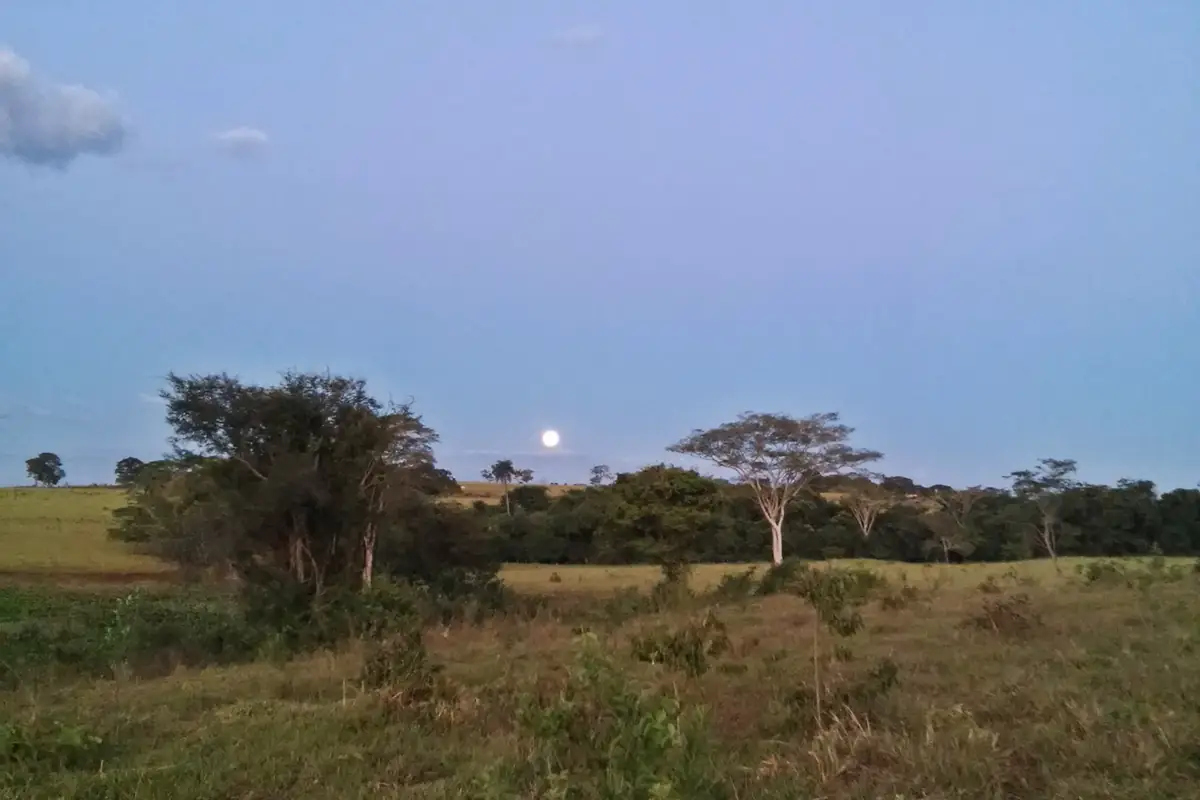 Paisagem de cerrado em Minas Gerais, campo com árvores esparsas e a lua visível no céu ao entardecer