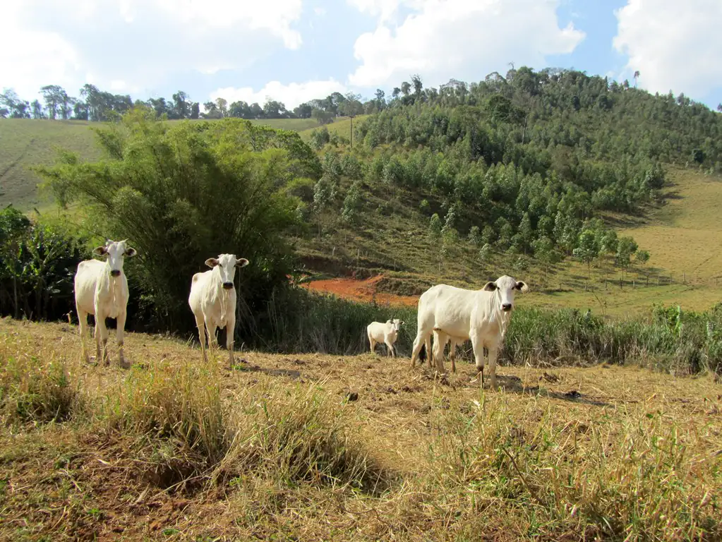 Colinas verdes do interior de Camanducaia, no Sul de Minas, com gado pastando e plantações de eucalipto ao fundo