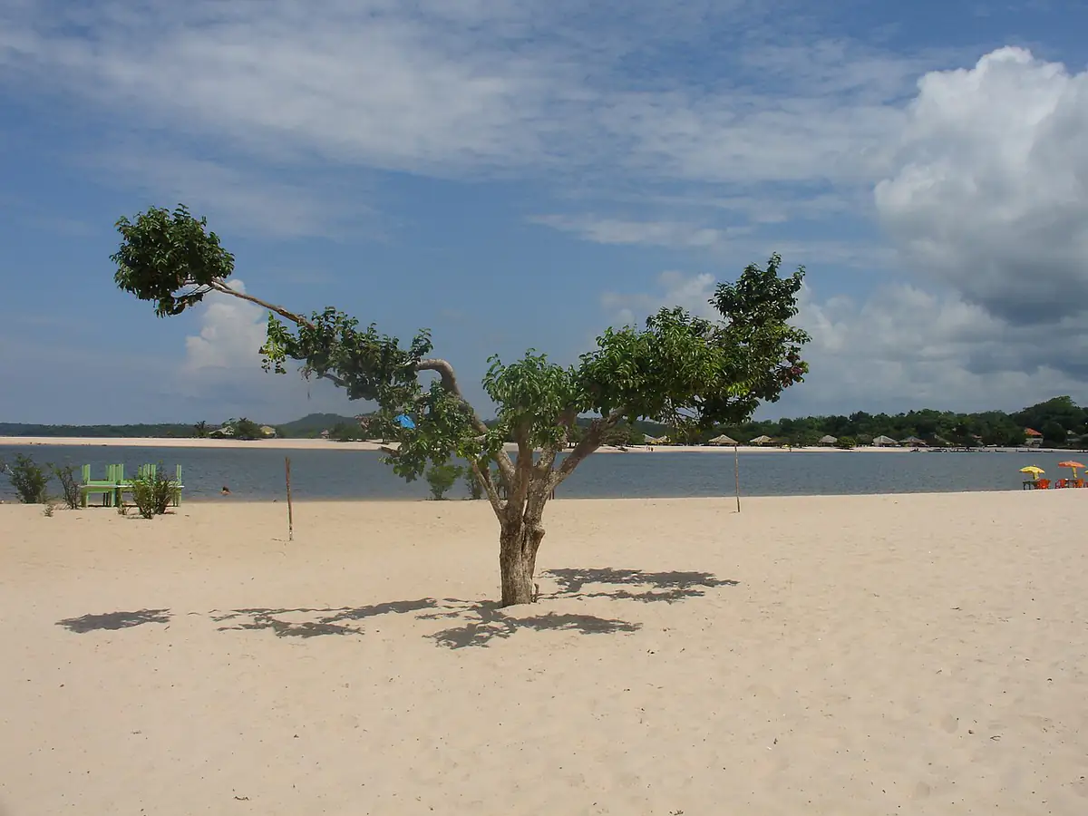 Praia de areia clara na margem do rio Tapajós, em Alter do Chão, com uma árvore e nuvens no céu