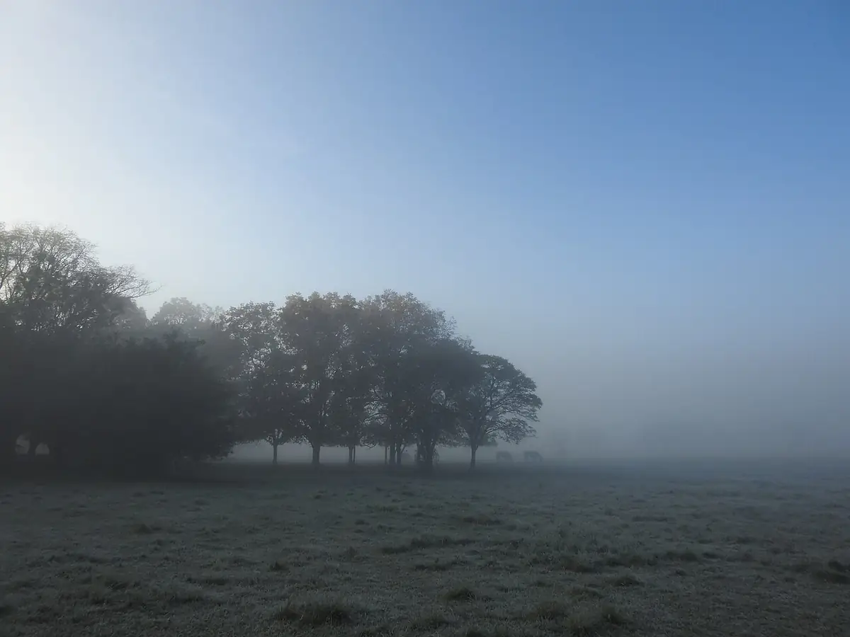 Campo coberto de geada com neblina e um grupo de árvores ao fundo, sob céu azul