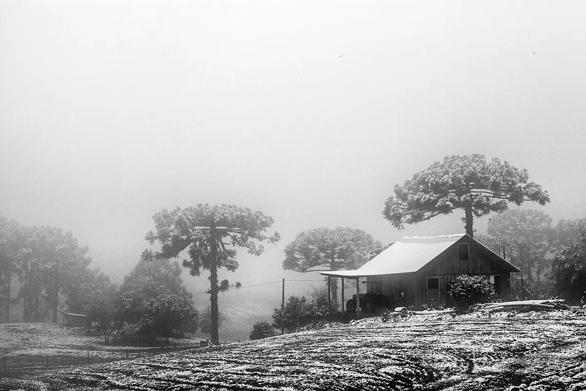 Casa de madeira e araucárias cobertas de neve, em meio à neblina, em Caxias do Sul, foto em preto e branco