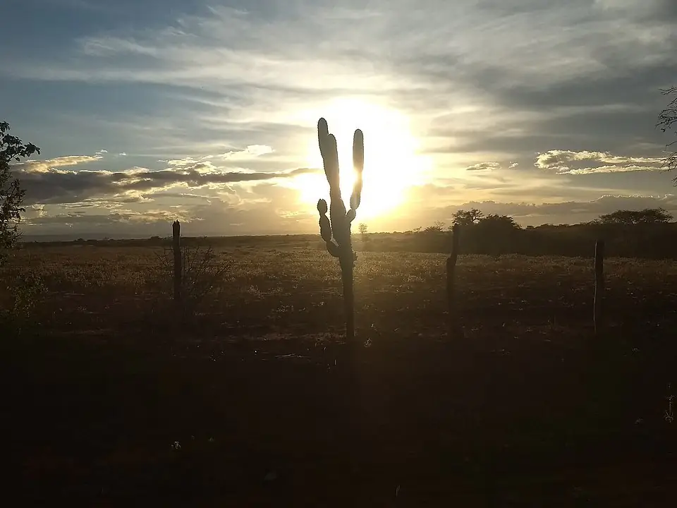 Pôr do sol sobre a caatinga de Irecê, com um mandacaru em silhueta e céu com nuvens finas