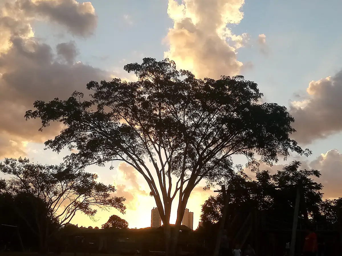 Silhueta de árvores contra um céu de nuvens douradas ao entardecer, no Parcão, parque municipal de Novo Hamburgo