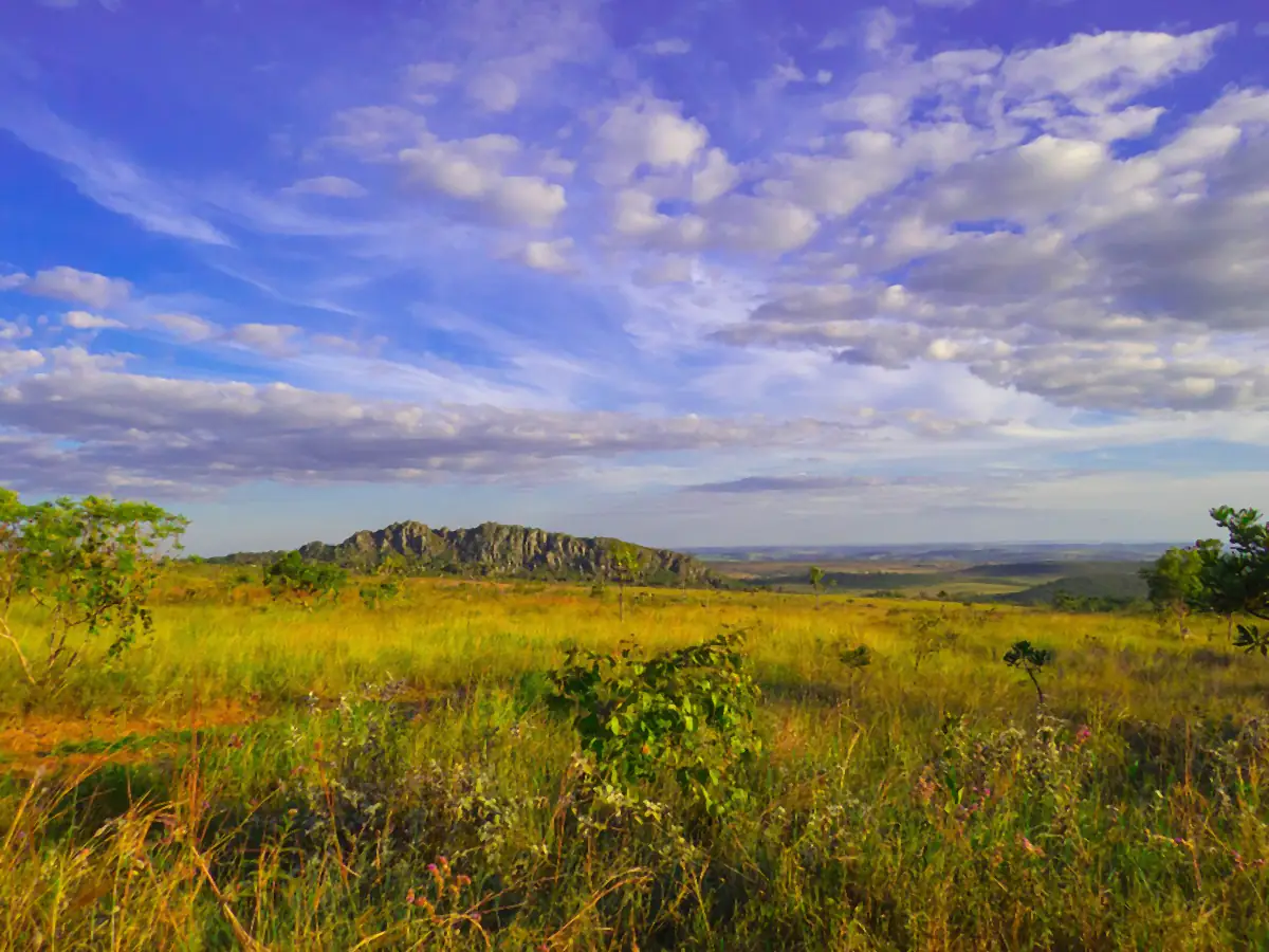 Campo de Cerrado com capim dourado e o Morro Cabeludo ao fundo, sob céu azul com nuvens, no Parque Estadual dos Pireneus