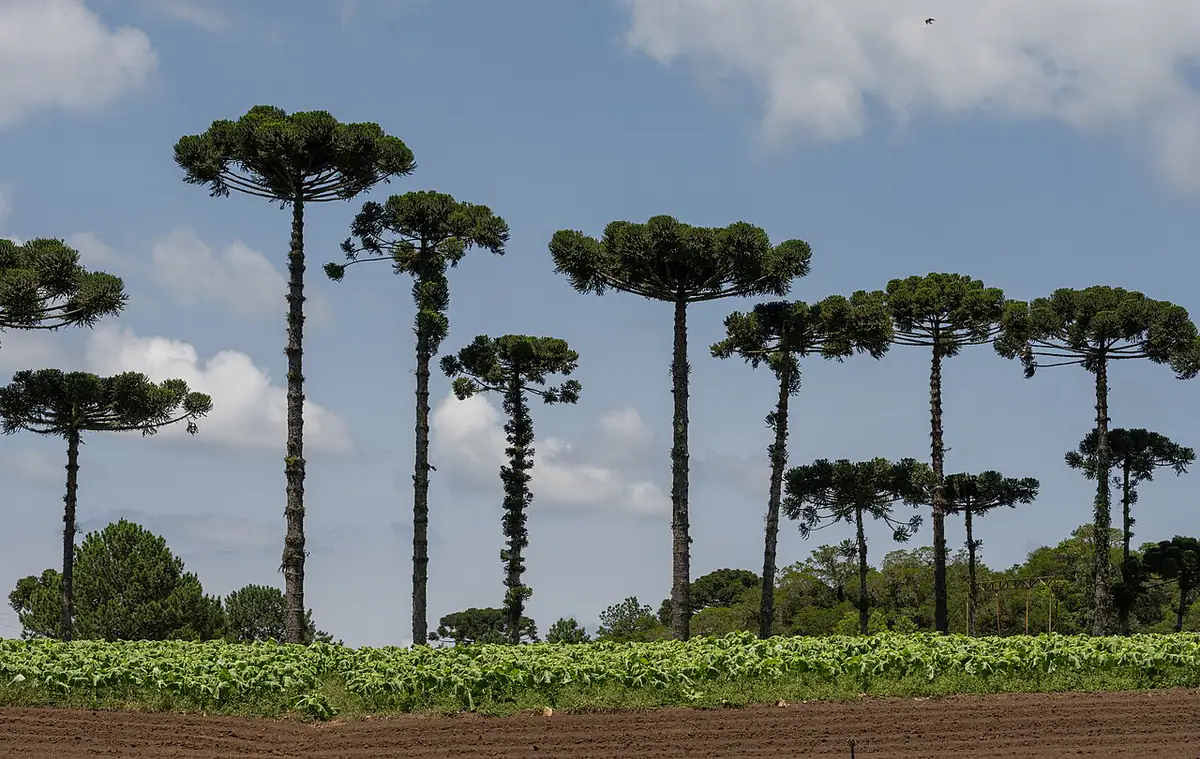 Araucárias altas à beira de uma lavoura de hortaliças, sob céu azul com nuvens, em São José dos Pinhais