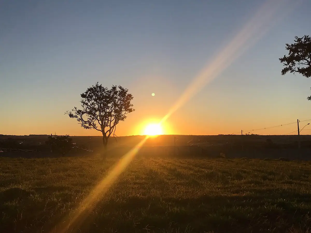 Pôr do sol sobre o cerrado em Valparaíso de Goiás, com uma árvore em silhueta e capim em primeiro plano